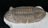 D, Russian Asaphus Lepidurus Trilobite - #15377-2